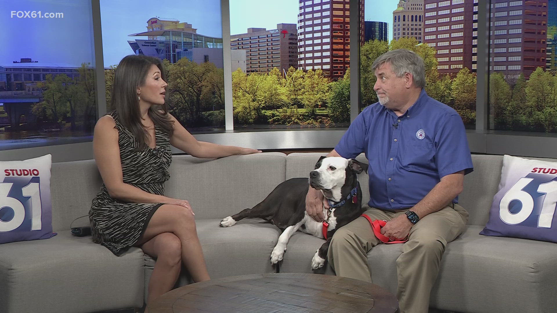 Synphony | Pet of the Week