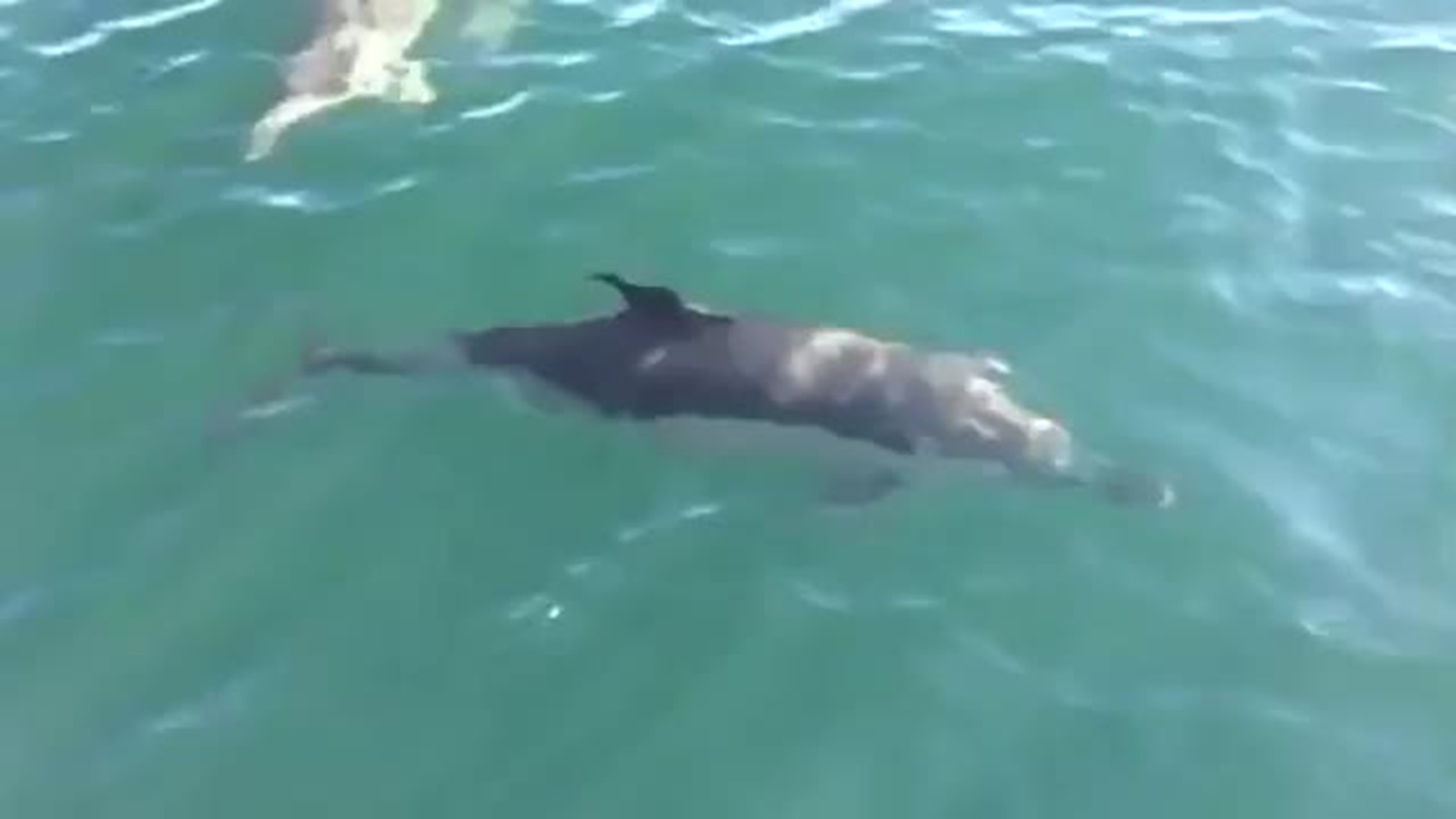 Dolphins playing around in the Sound in November