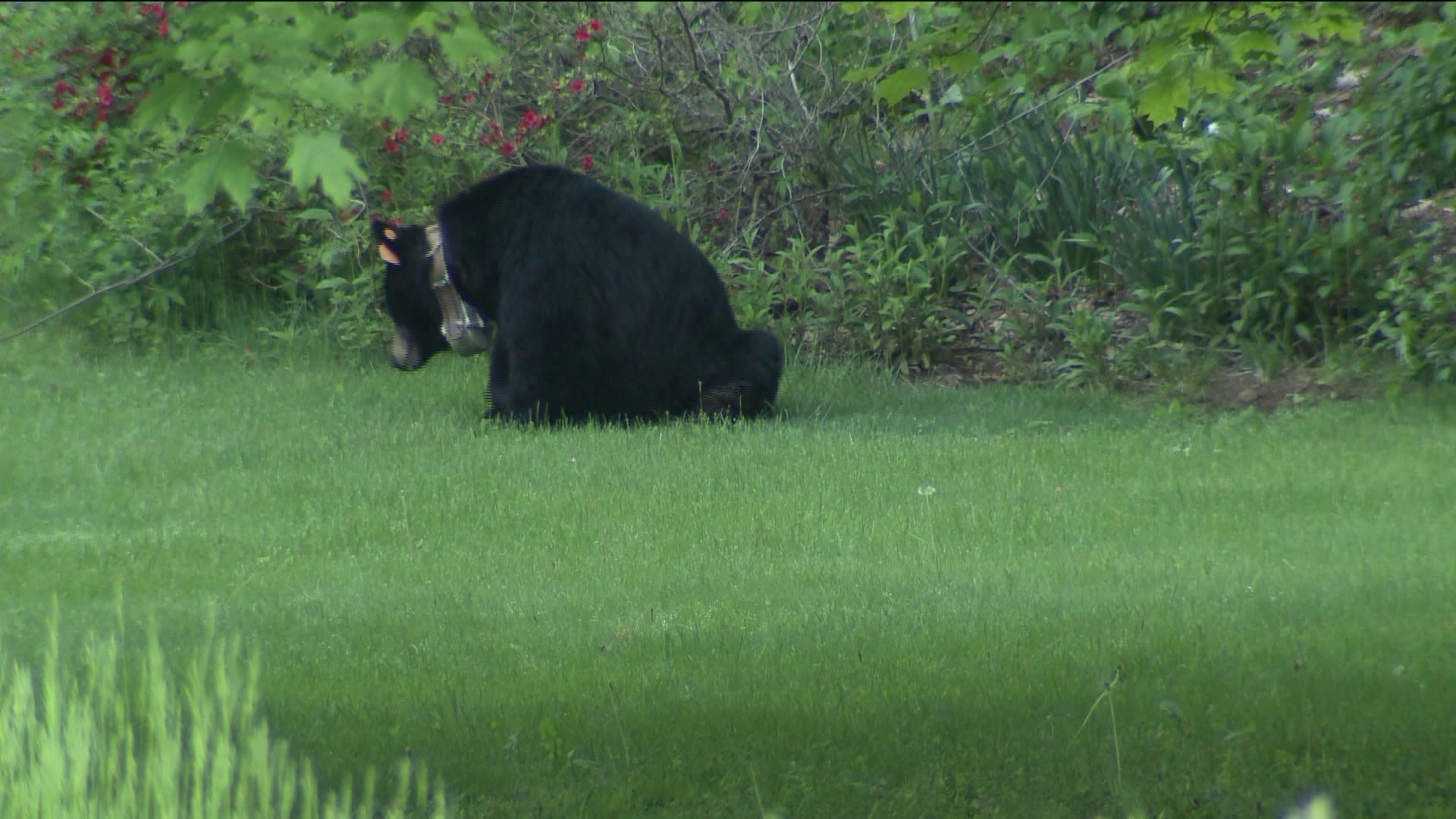 Bear sightings in Connecticut on the rise on 2018