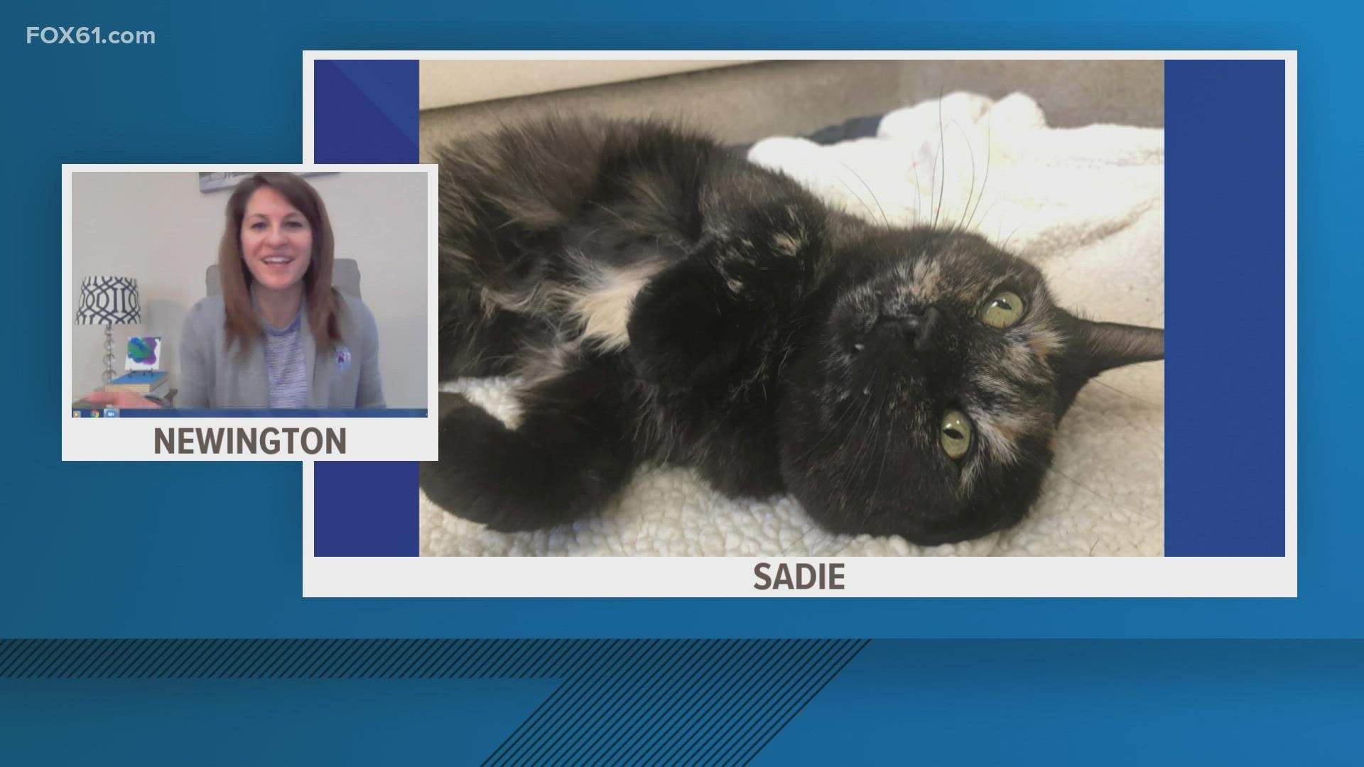 Sadie is looking for her forever home! Head to https://cthumane.org/ for more information.