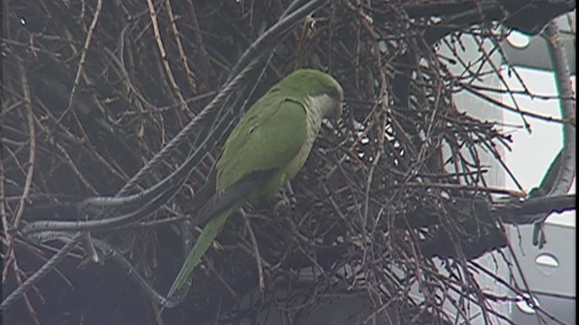 UConn Scientists Discover Key To Monk Parakeet Nest Building Behavior