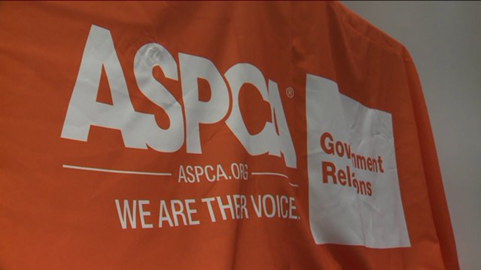 ASPCA advocates for dogs` rights