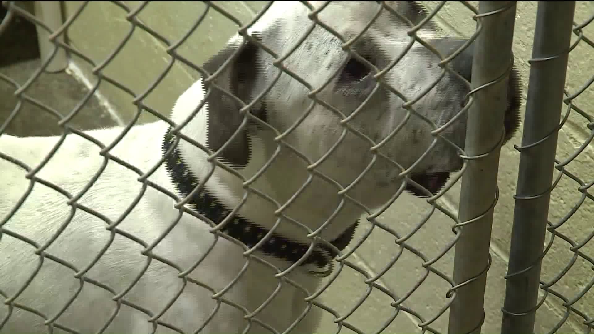 Social media helping animal abuse cases