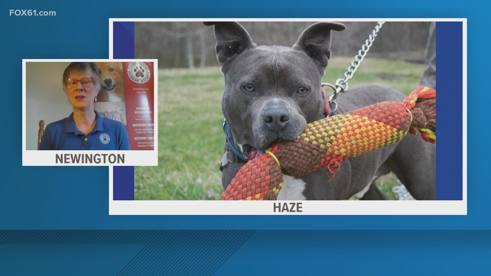 Haze is a 6-year-old pit bull mix who's looking for his forever home! He has a lot of love to give!