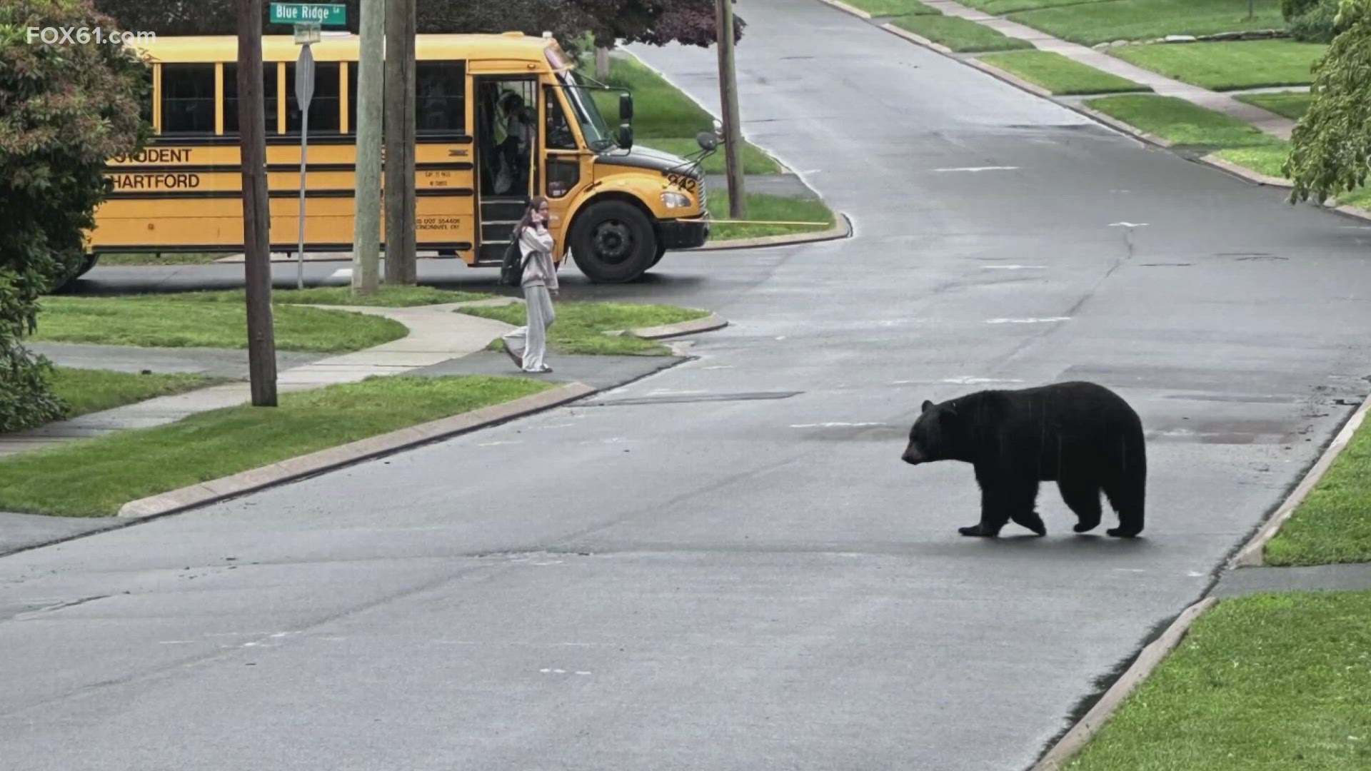 Connecticut's bear population is on the rise. A new report says West Hartford has experienced the most bear sightings in the state this year. 