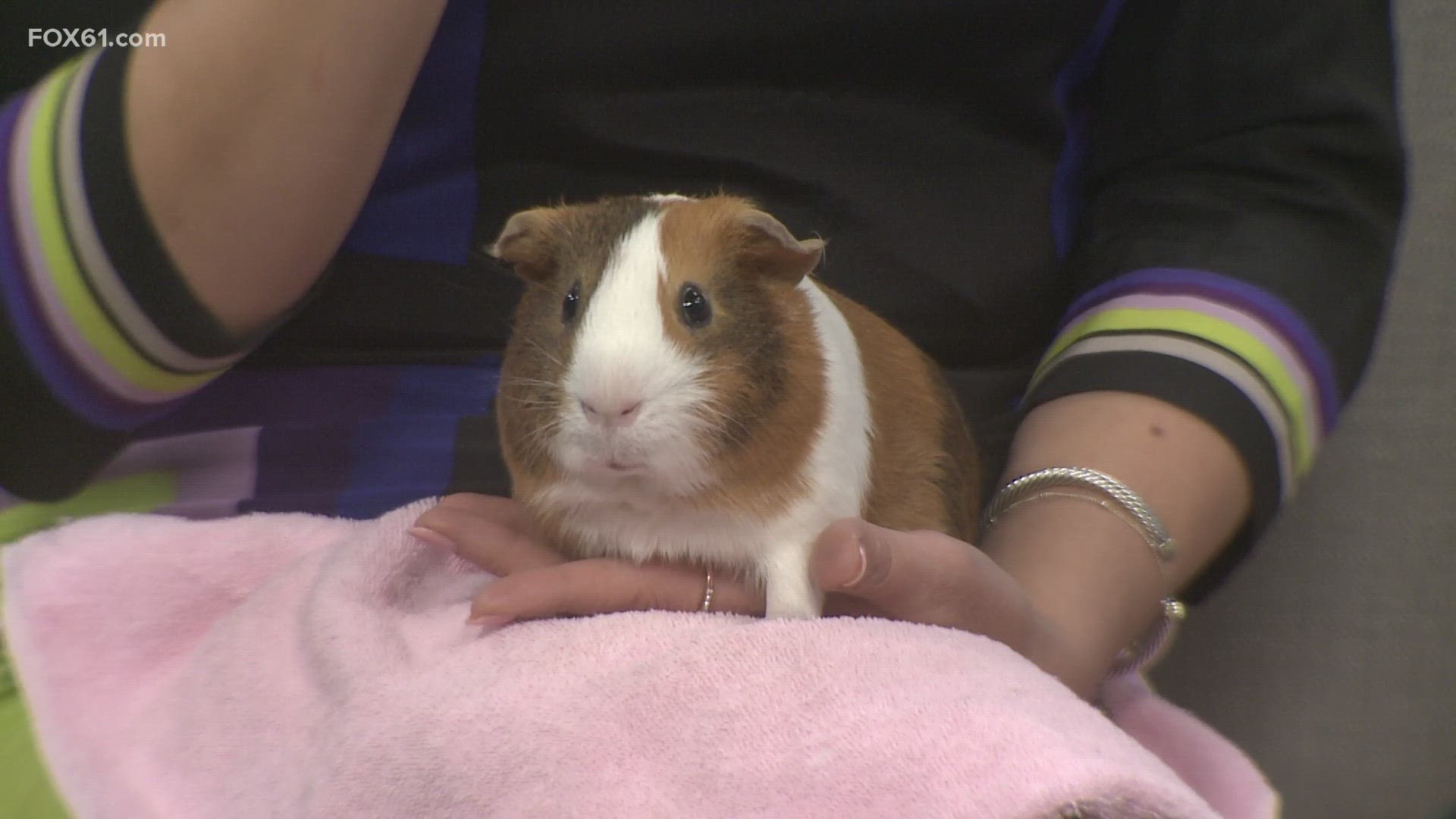 Guinea pig adoption centers best sale near me