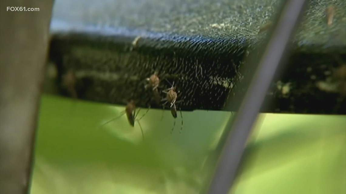 Heavy rainfalls brings overwhelming mosquitos in Connecticut - Vimarsana News
