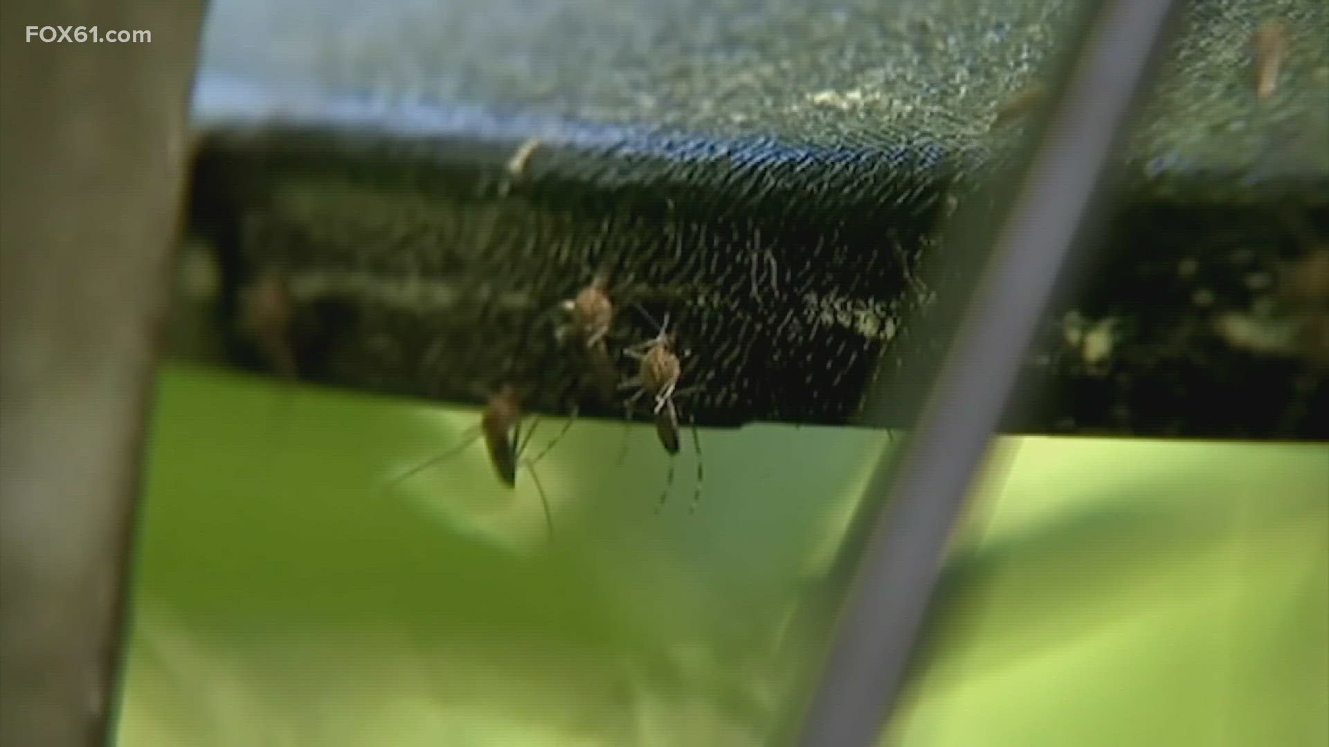 Whether you’re tapping, swatting, or shooing entomologists say after the recent heavy rains and flooding, more mosquitoes will be out.