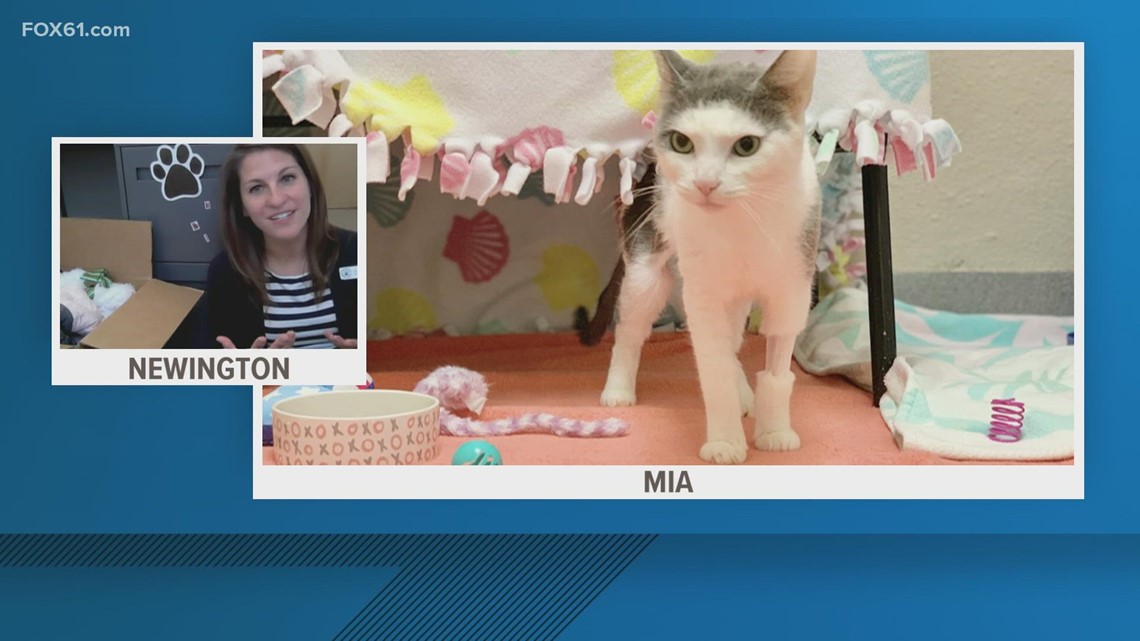 Pet of the Week: Mia the cat