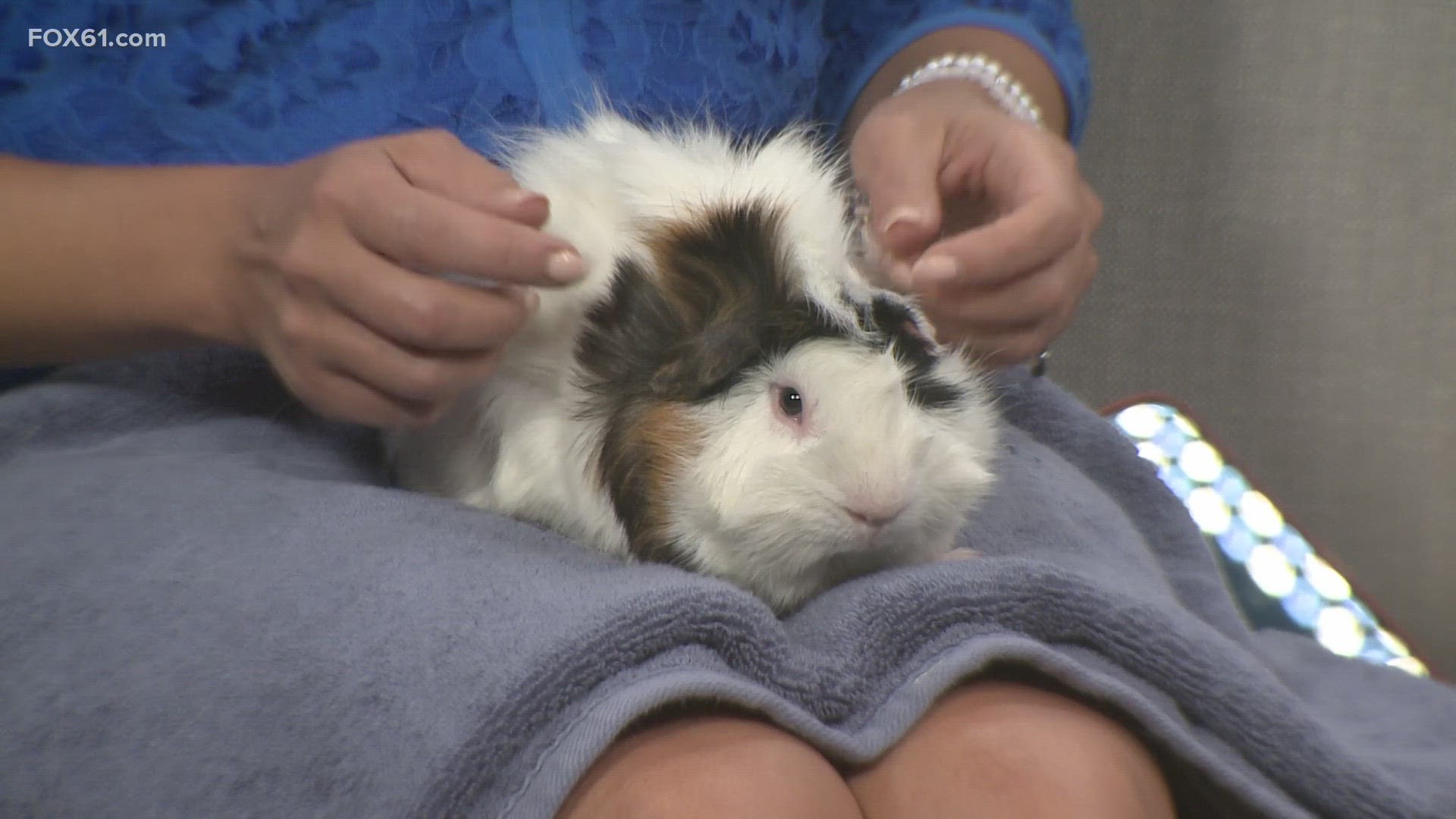 Meet Laszlo, a 7 month old Guinea pig! He's looking for his forever home during his stay at the Connecticut Humane Society.