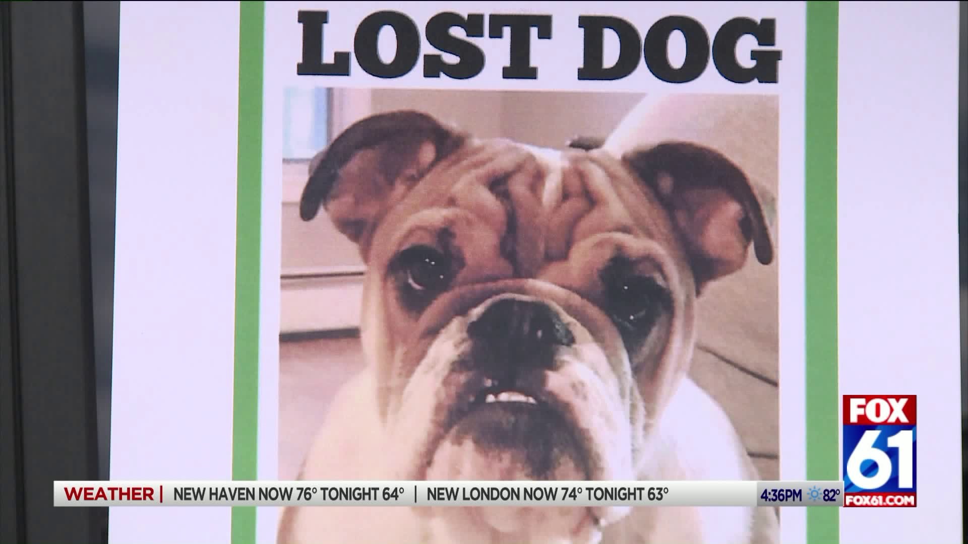 Shelton Dog Missing Since Wednesday, Owners Asking for Help