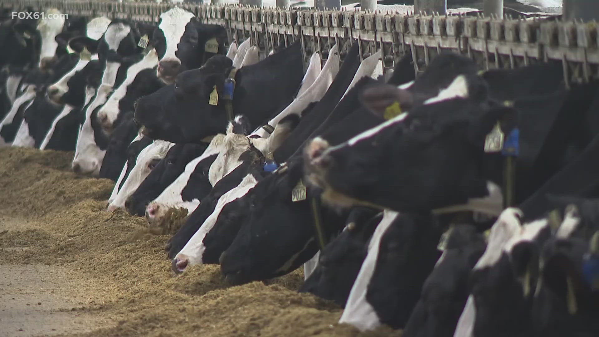 PETA claims cows are suffering as the farm says the cow’s health is constantly monitored.