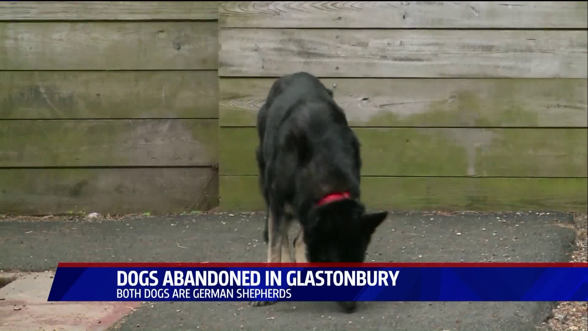 Dogs abandoned in Glastonbury