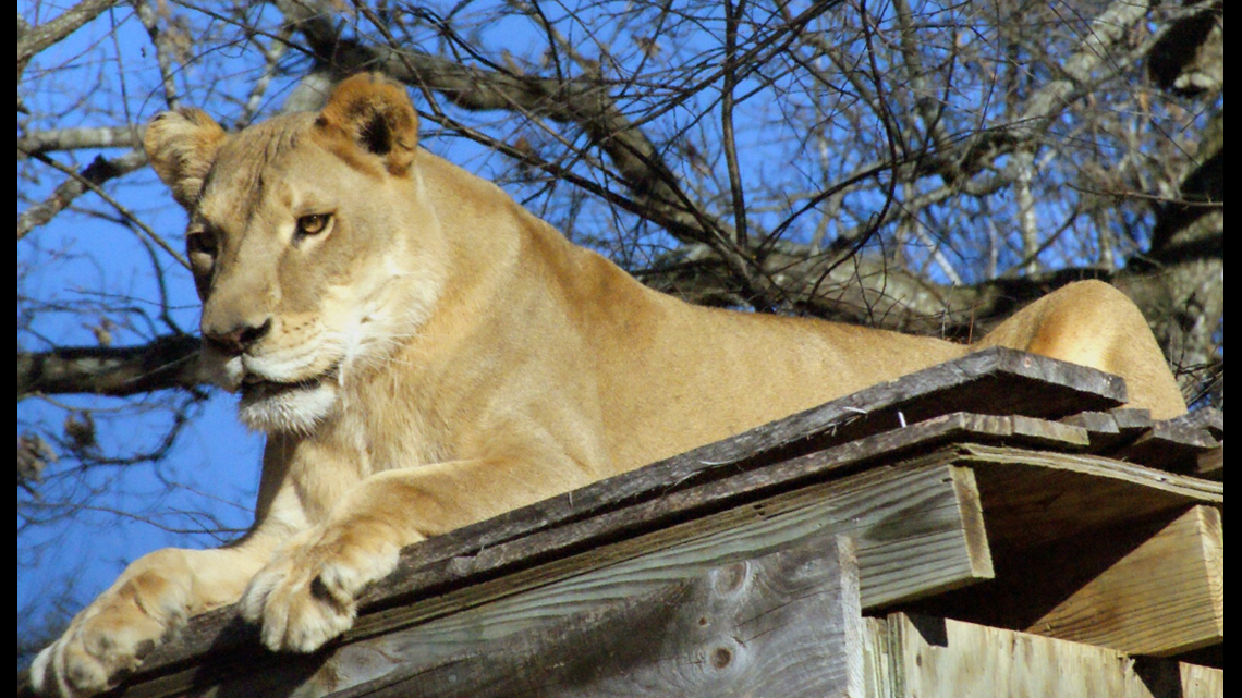 Lion at North Carolina sanctuary overheats and dies during heat wave(02)