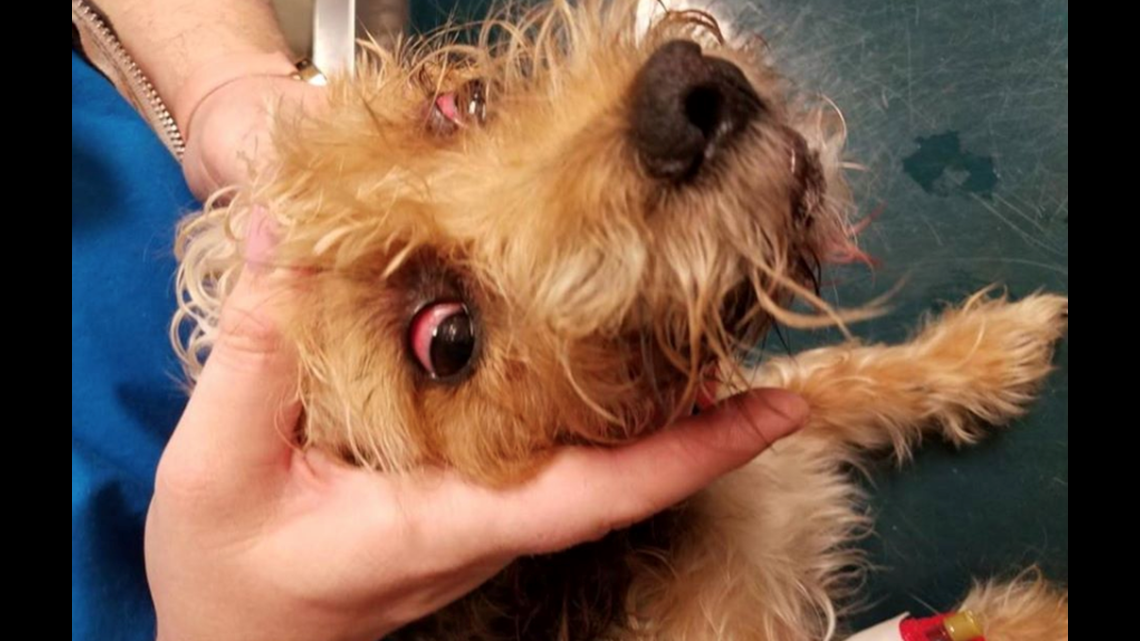 Man Accused Of Choking Severely Injuring Roommate S Yorkie For Acting Like A Dog Fox61 Com