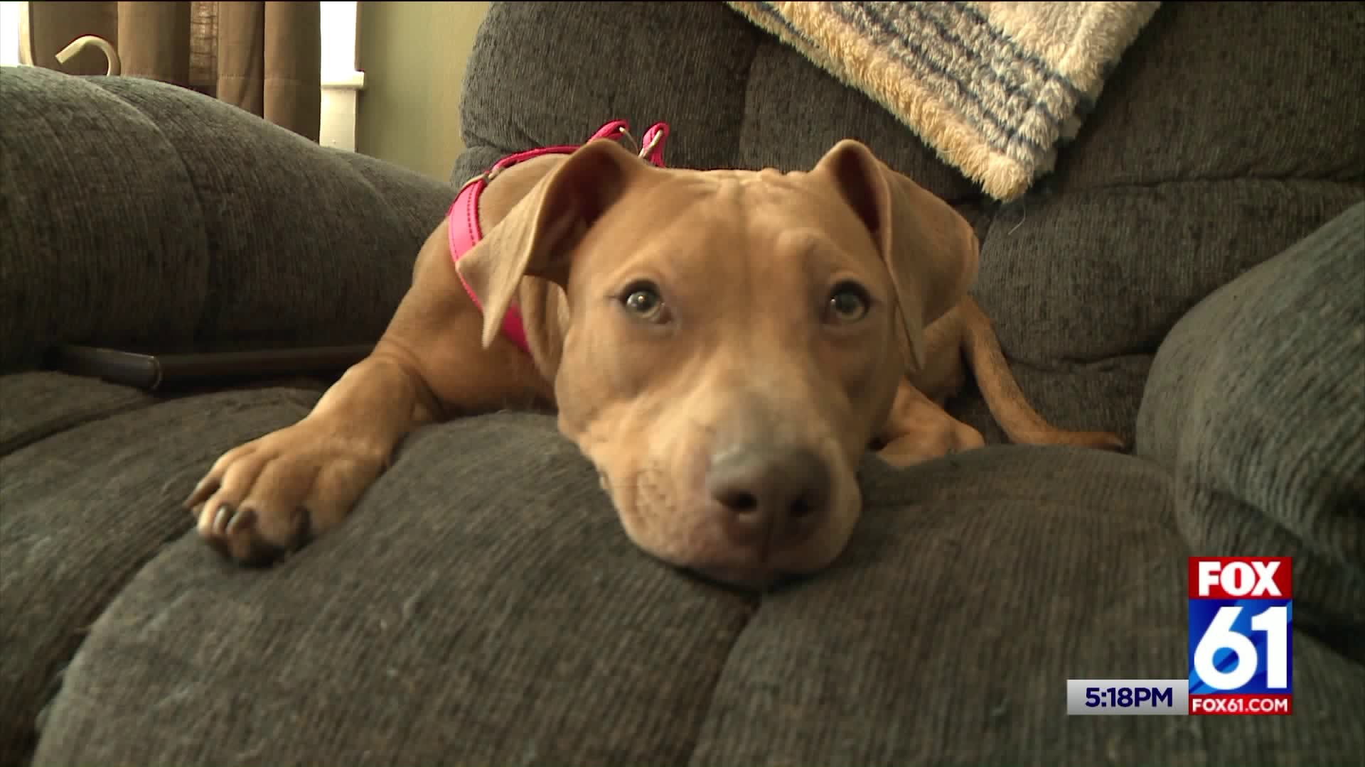 Enfield family shares heartbreaking story of dog killed by car in hopes drivers slow down