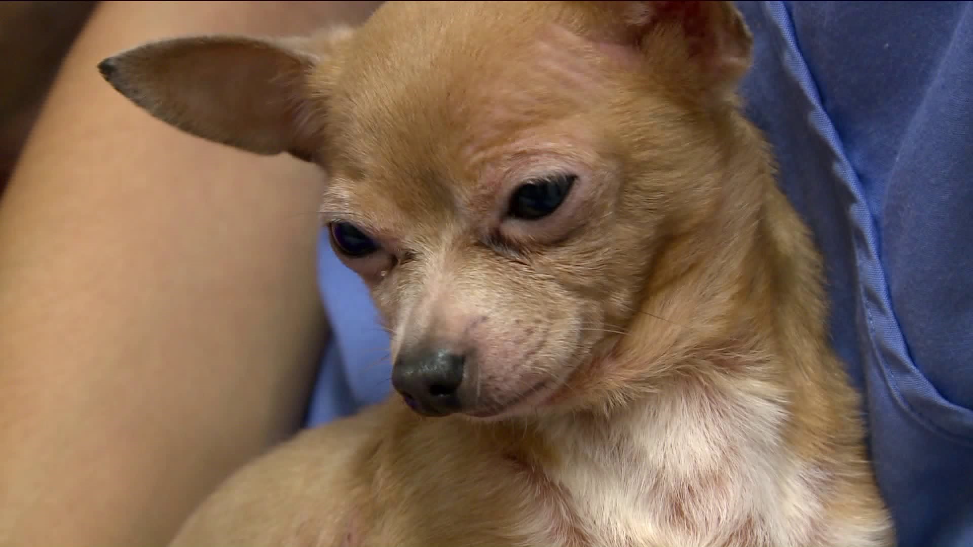 Dogs found in shopping bag recovering