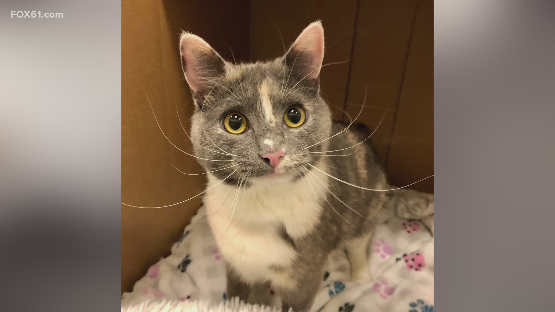From the Connecticut Humane Society
