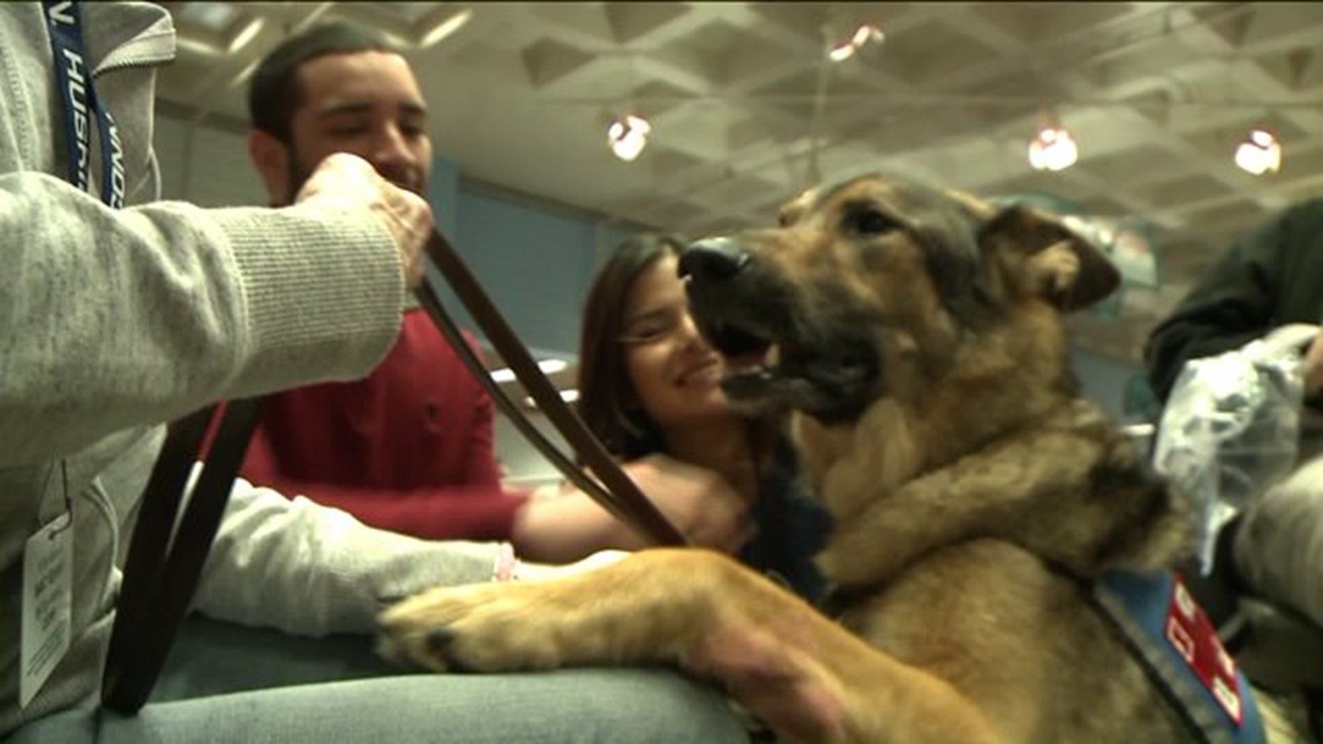 Therapy dogs help UConn students de-stress before finals