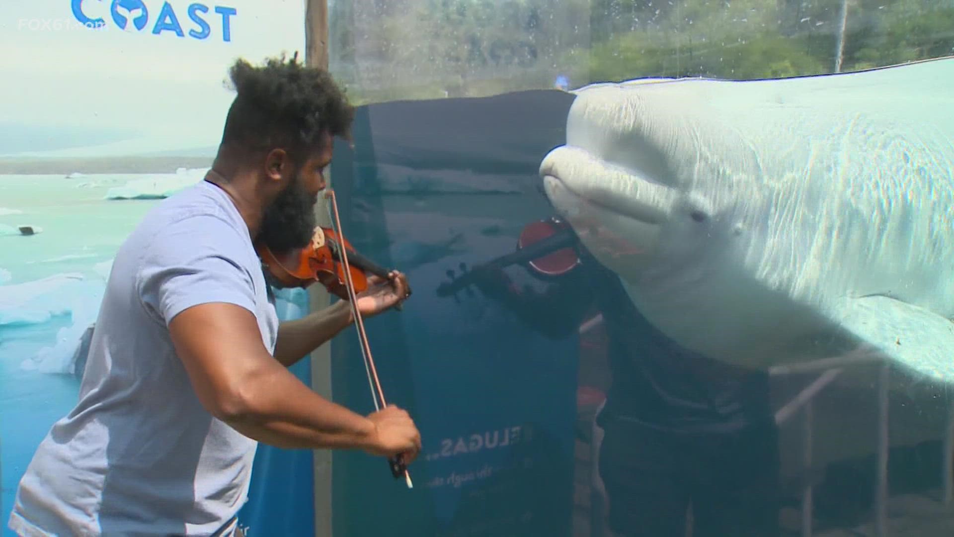 Kevin Lowther II is the professional violinist known as Big Lux -- and Big Lux has been bringing his violin to play for the Beluga Whales.