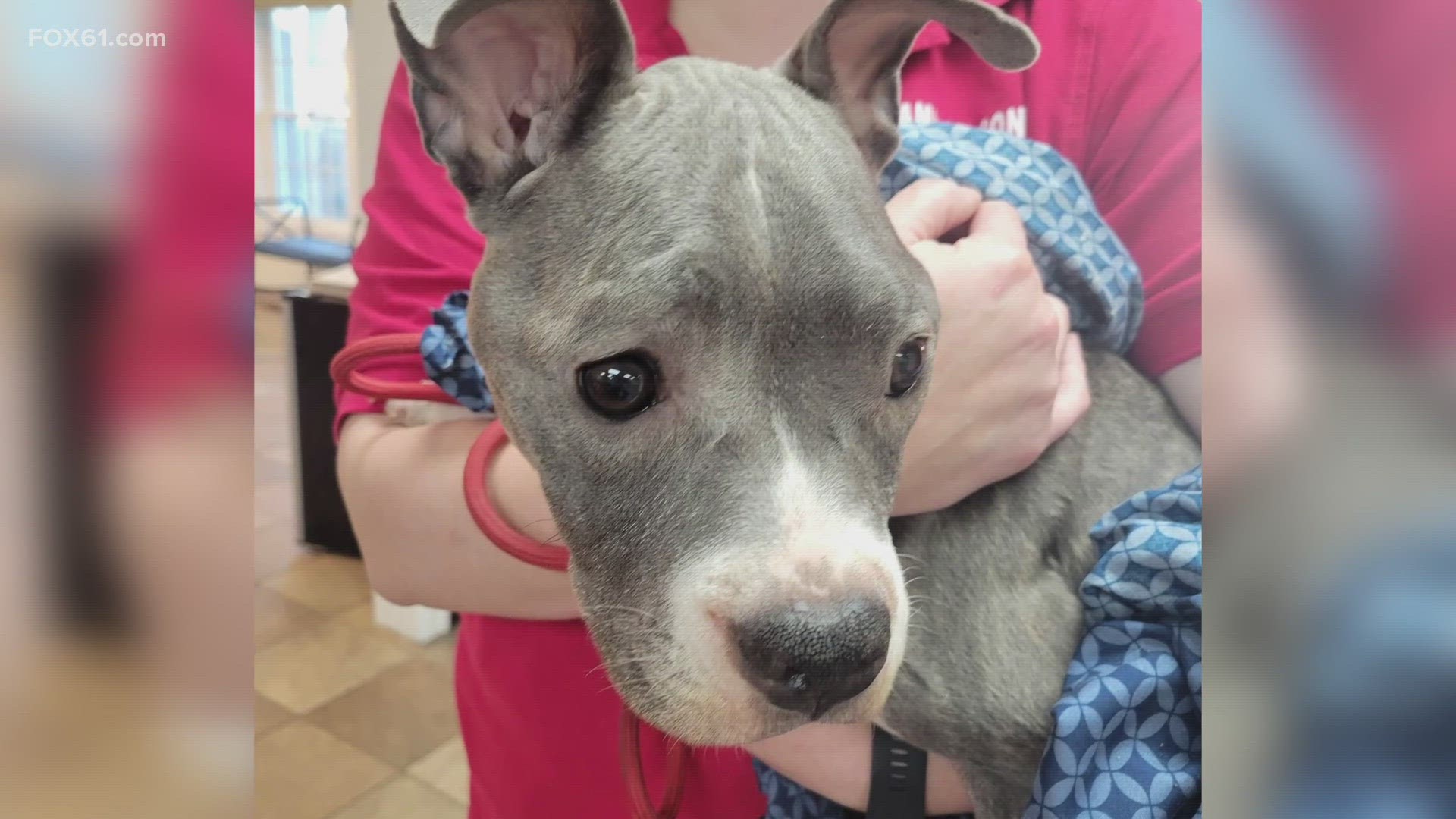 A ranger at Hurd State Park in East Hampton rescued the 20-pound dog Friday afternoon.