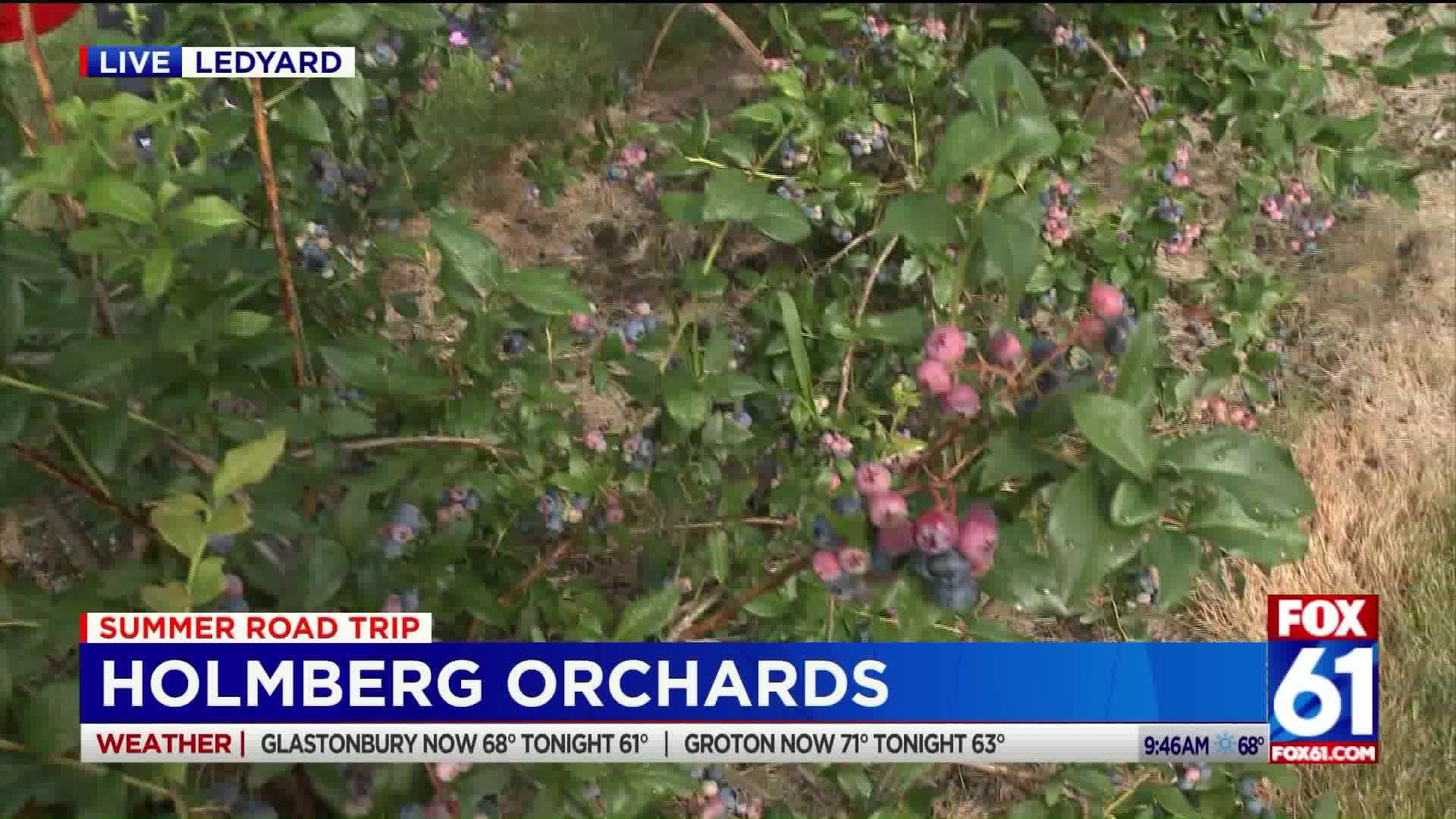 Berries galore at Holmberg Orchards