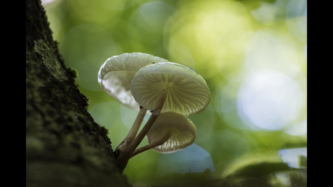weed. Some Oregonians want to legalize psychedelic mushrooms