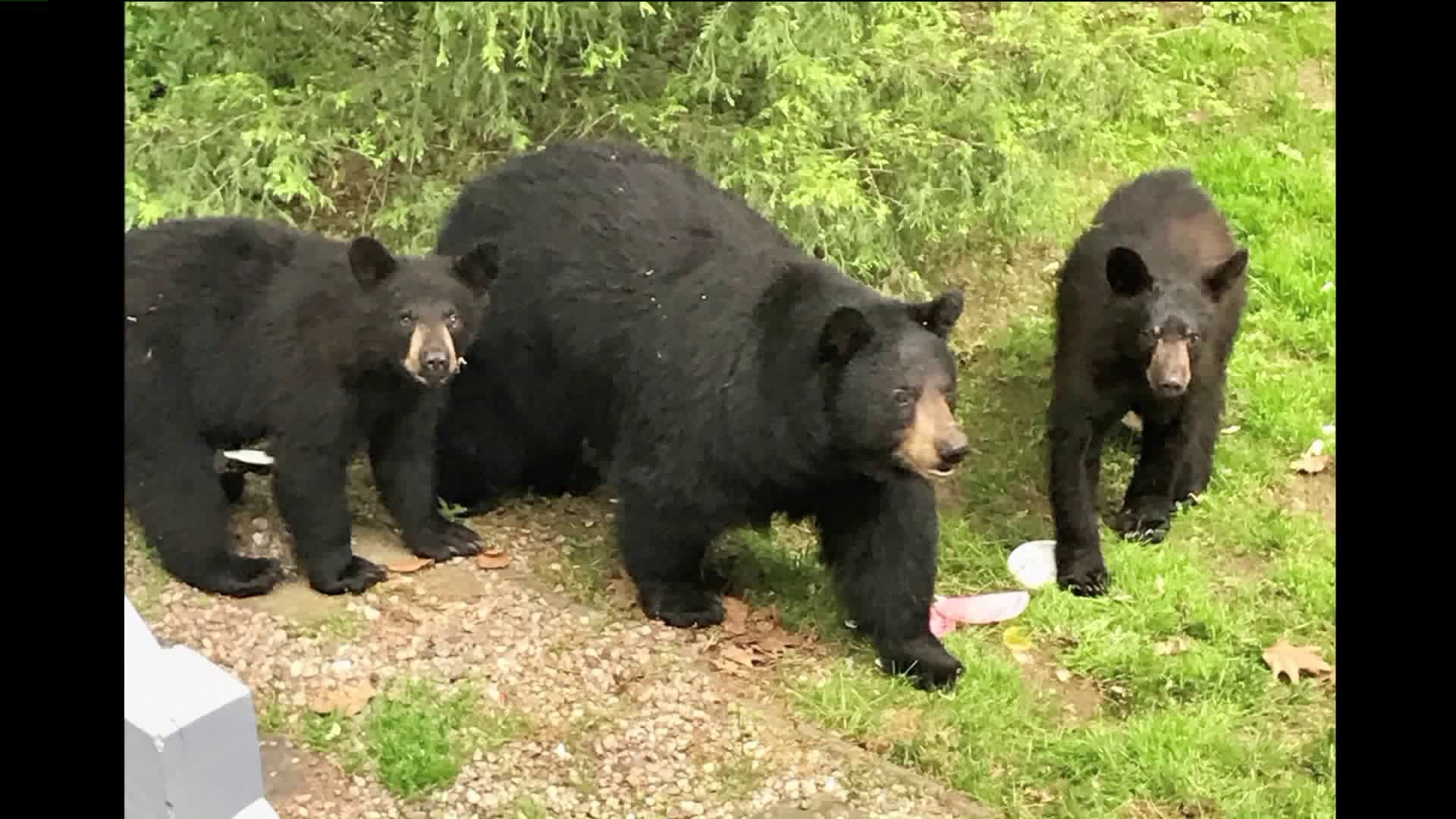 Bear that scratched a woman at Simsbury park euthanized