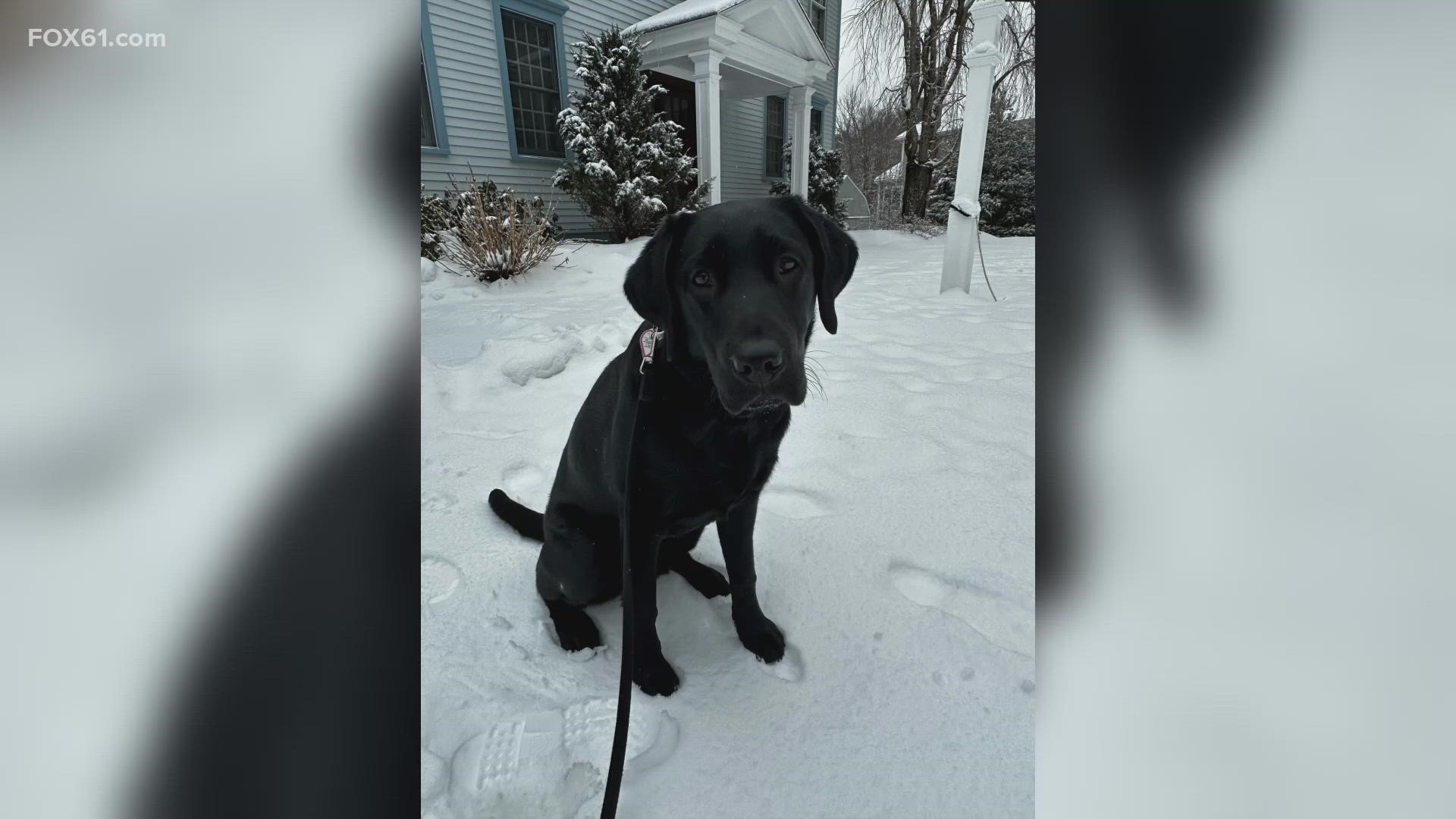 For their first big snow day in Connecticut, NEADS service dogs in training Mystic and Morrissey are exploring the winter weather. FOX61 sponsors these helpful pups.