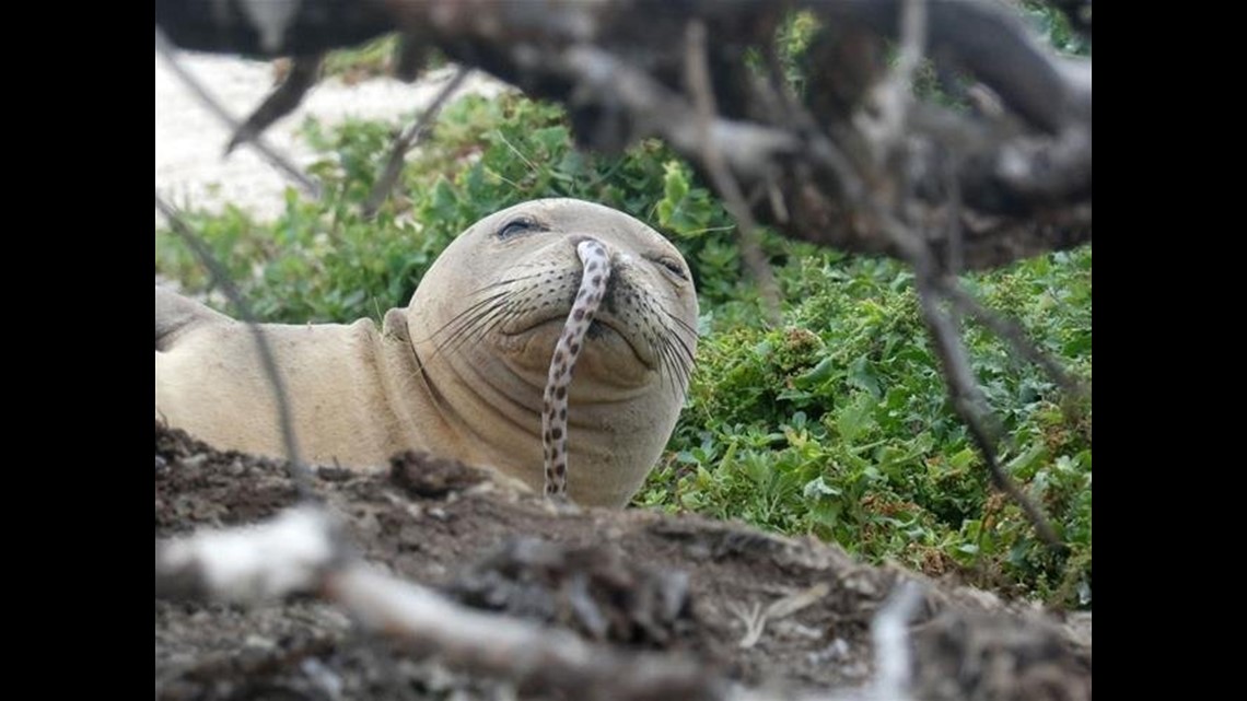 Photo of Seal With Eel in Its Nose Goes Viral