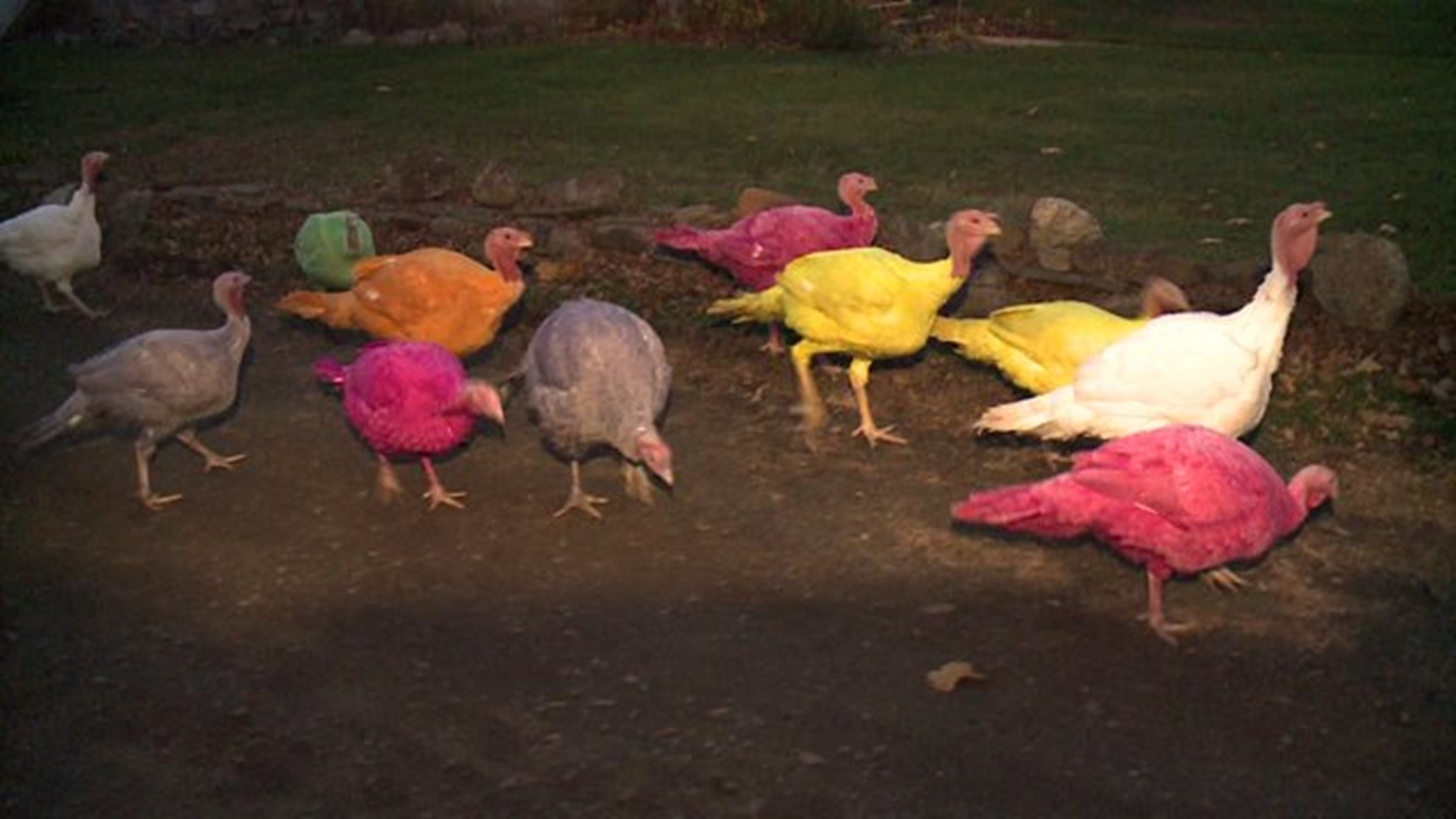 Colored turkeys for this Thanksgiving? You better believe it!