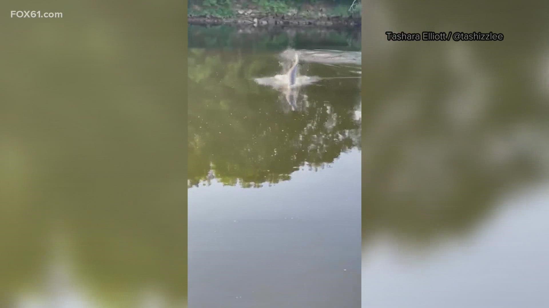 A wayward dolphin has been swimming in a Connecticut river after making its way upstream from Long Island Sound.