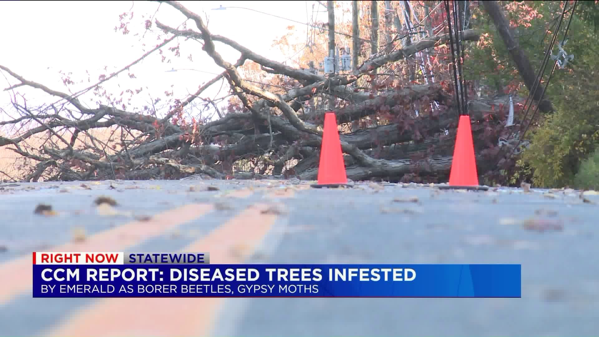 Joe Delong CCM - diseased trees creating problems in CT