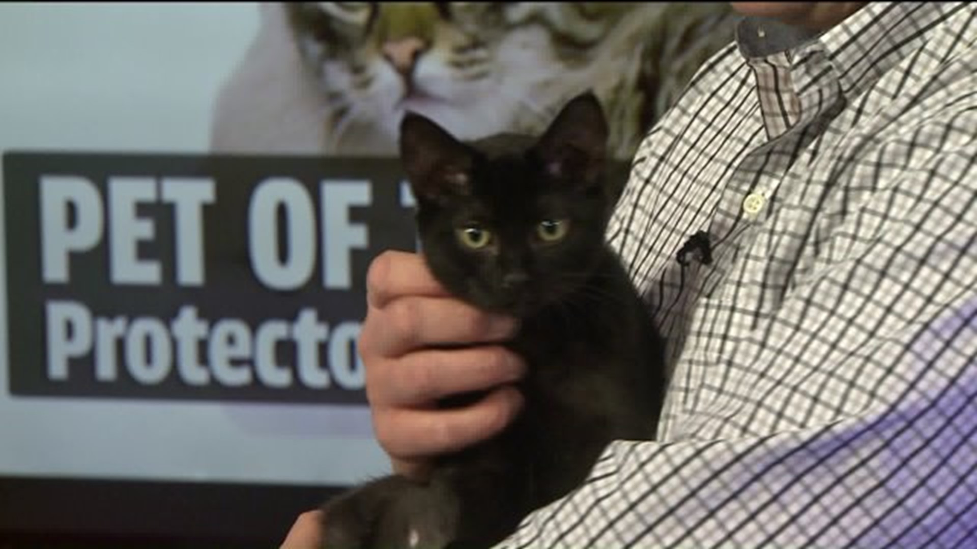 Pet of the week -Dylan