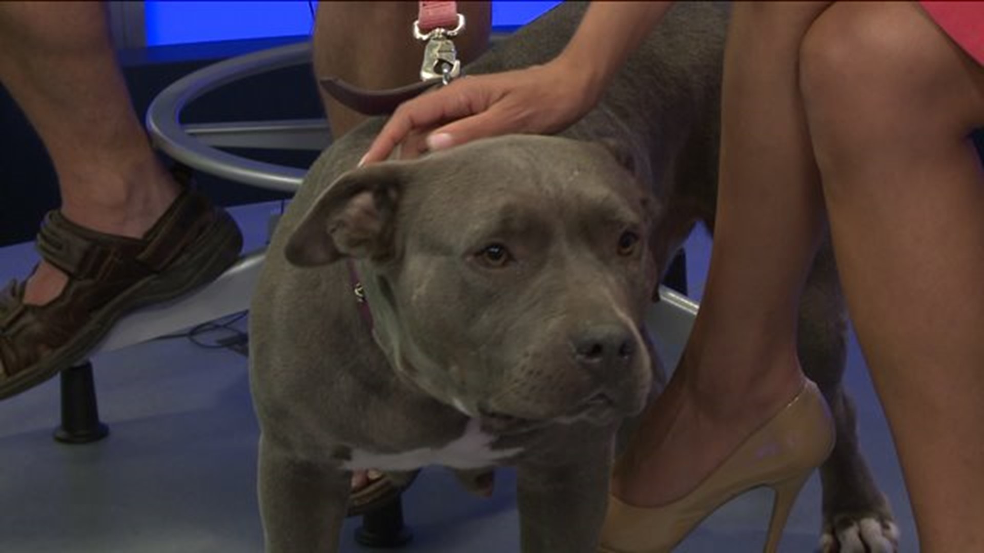 Pet of the Week - Betty