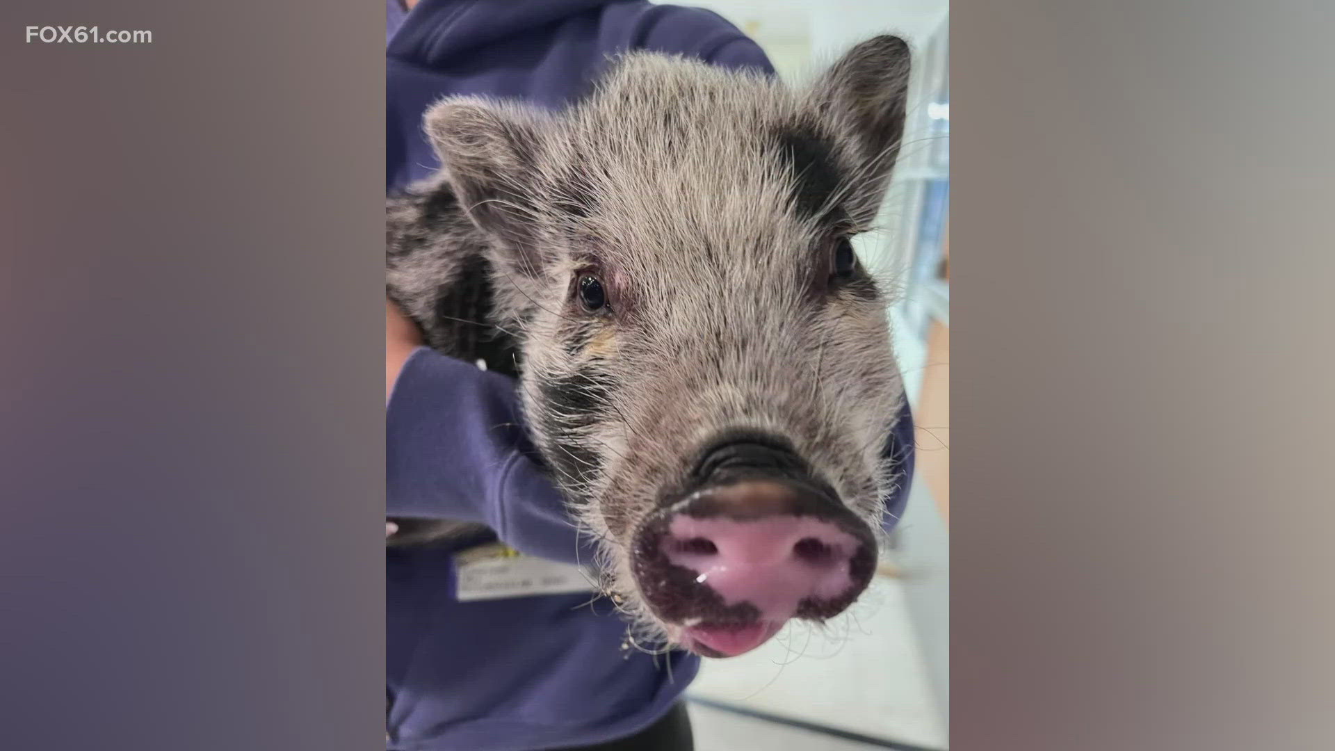 Students at Moran Middle School are working to raise $30K in hopes of seeing school leaders kiss a popular pig.