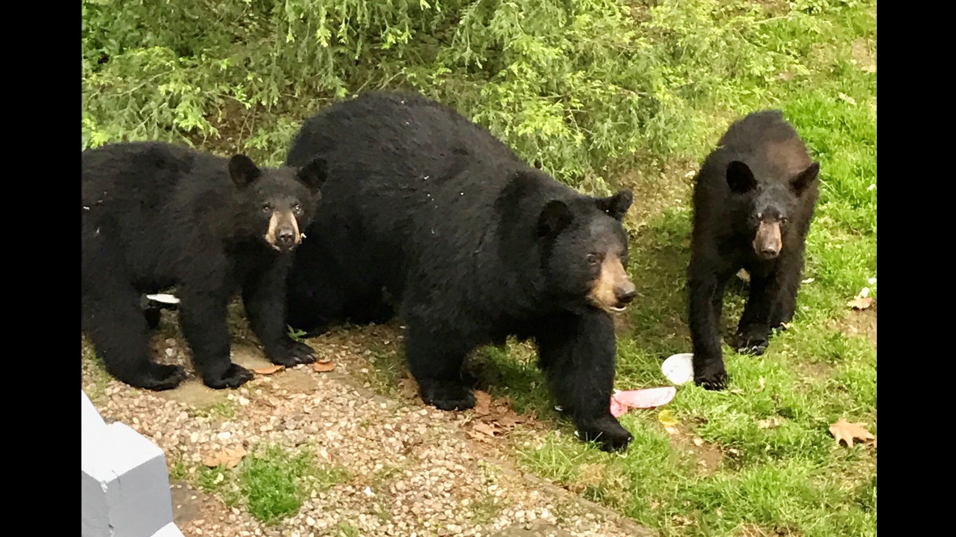 Simsbury family surprised to see bears on their rear deck | fox61.com