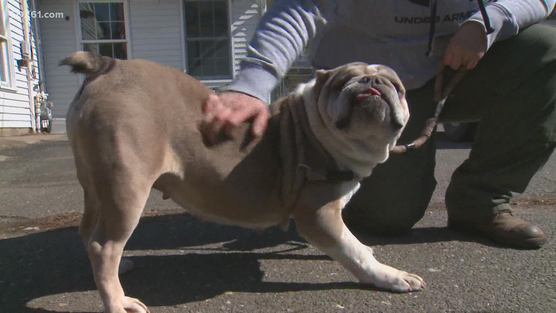 A bulldog that was thrown from a truck is ready to find a forever home.