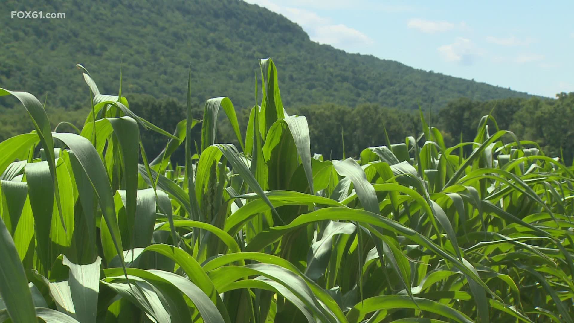 Wade’s Farm relies solely on the skies to water their crops, they have no irrigation systems in their corn fields.