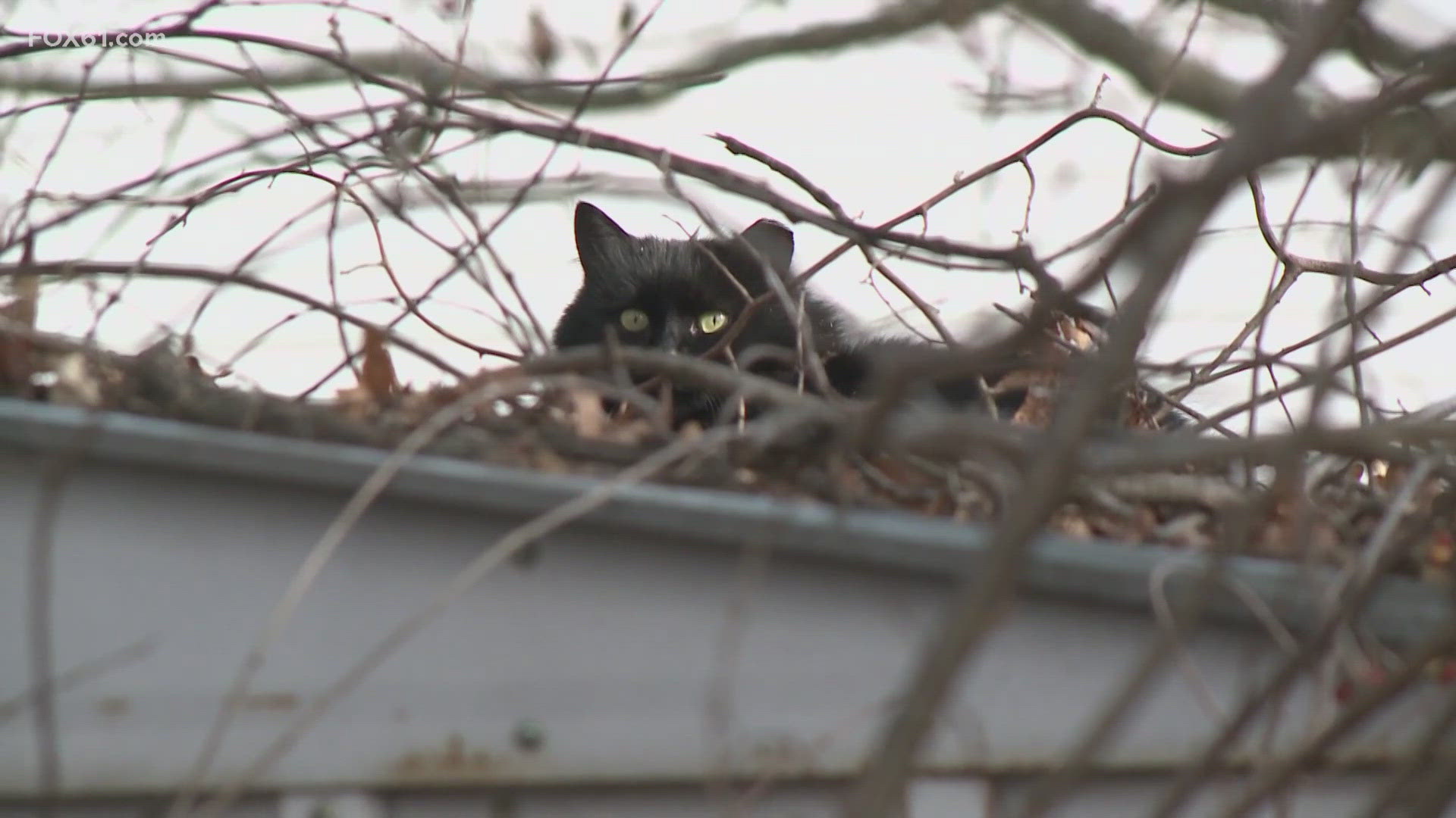 North Haven Animal Control announced the plan on social media Friday, sparking outrage and pushback amongst pet owners and animal advocates.