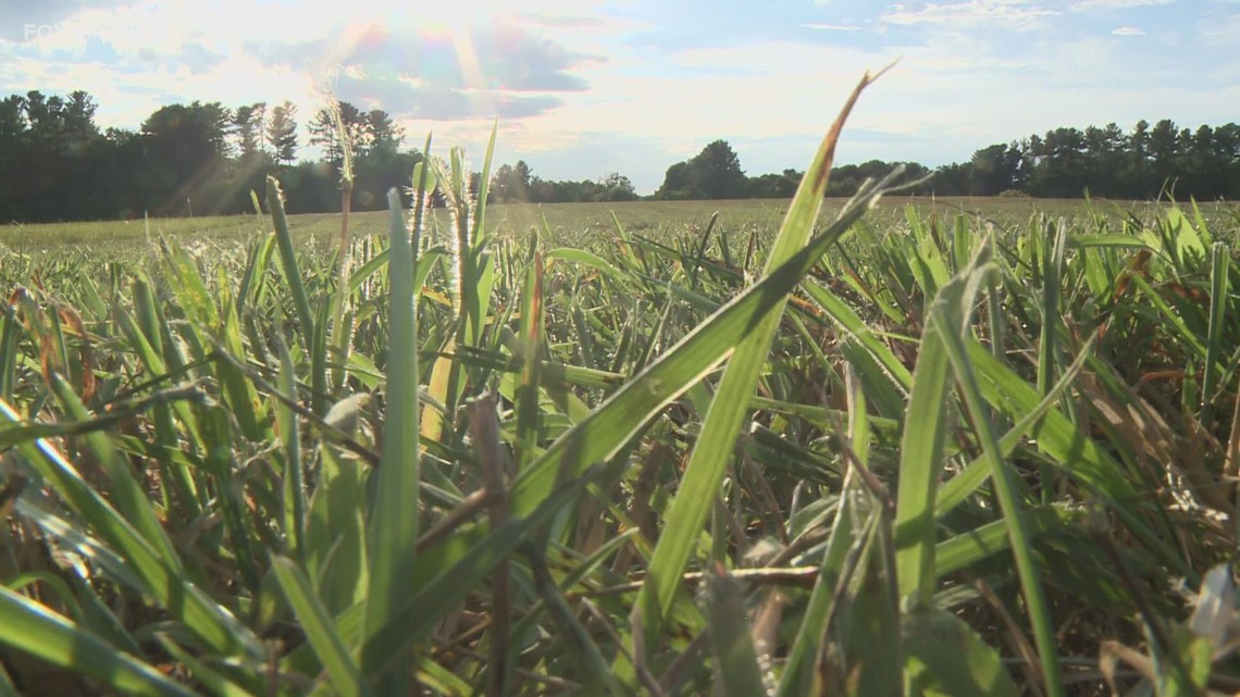 Conn. landscaping crews see revenue drops due to drought