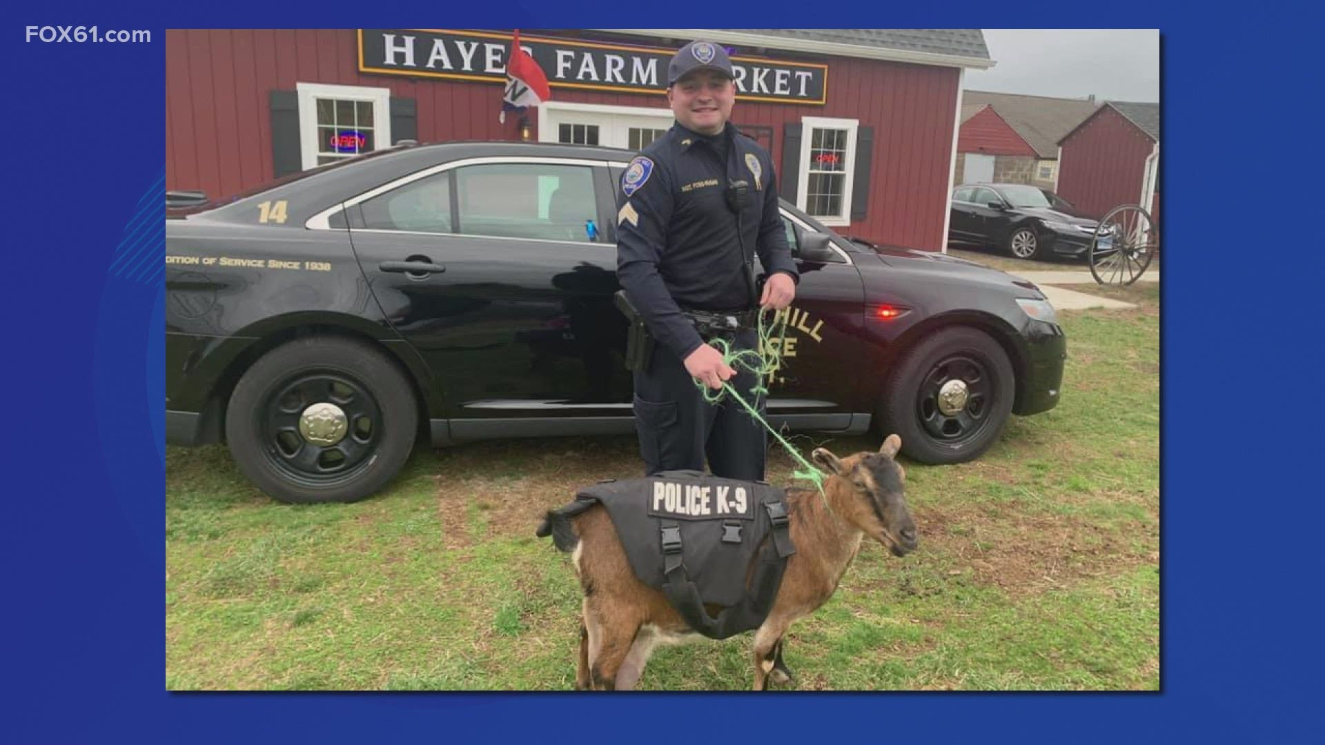 Bonnie came to the department from Hayes Farm 1868. The farm has been breeding goats, specifically Oberhasli, to expand goat patrols with police in the region.