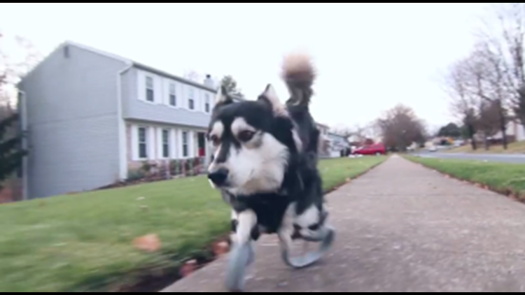 Watch Dog Runs For The First Time With 3d Printed Prosthetic Legs Fox61 Com