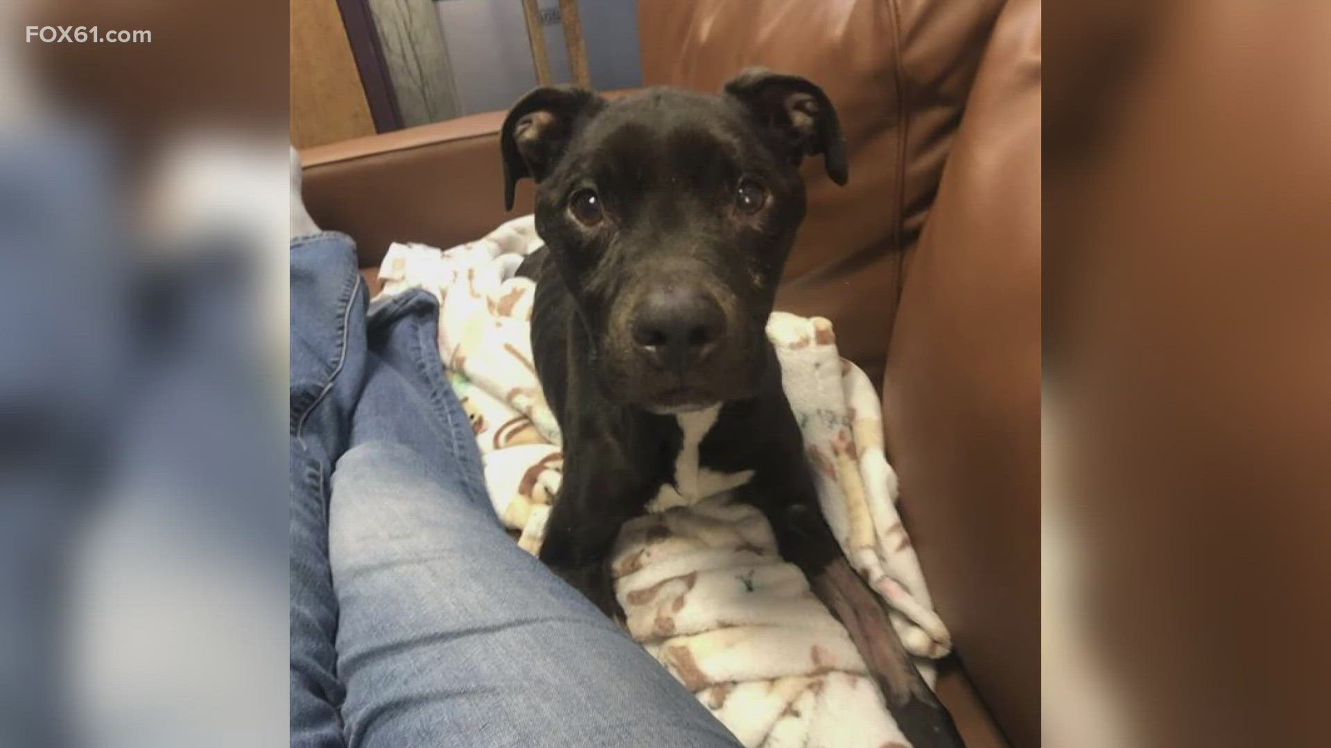 Eight-year-old Ryder, a pit bull mix, was found severely emaciated and dehydrated at a home in Hamden last month.