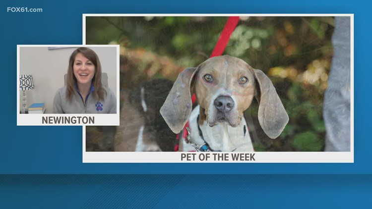 Pet of the Week: Copper