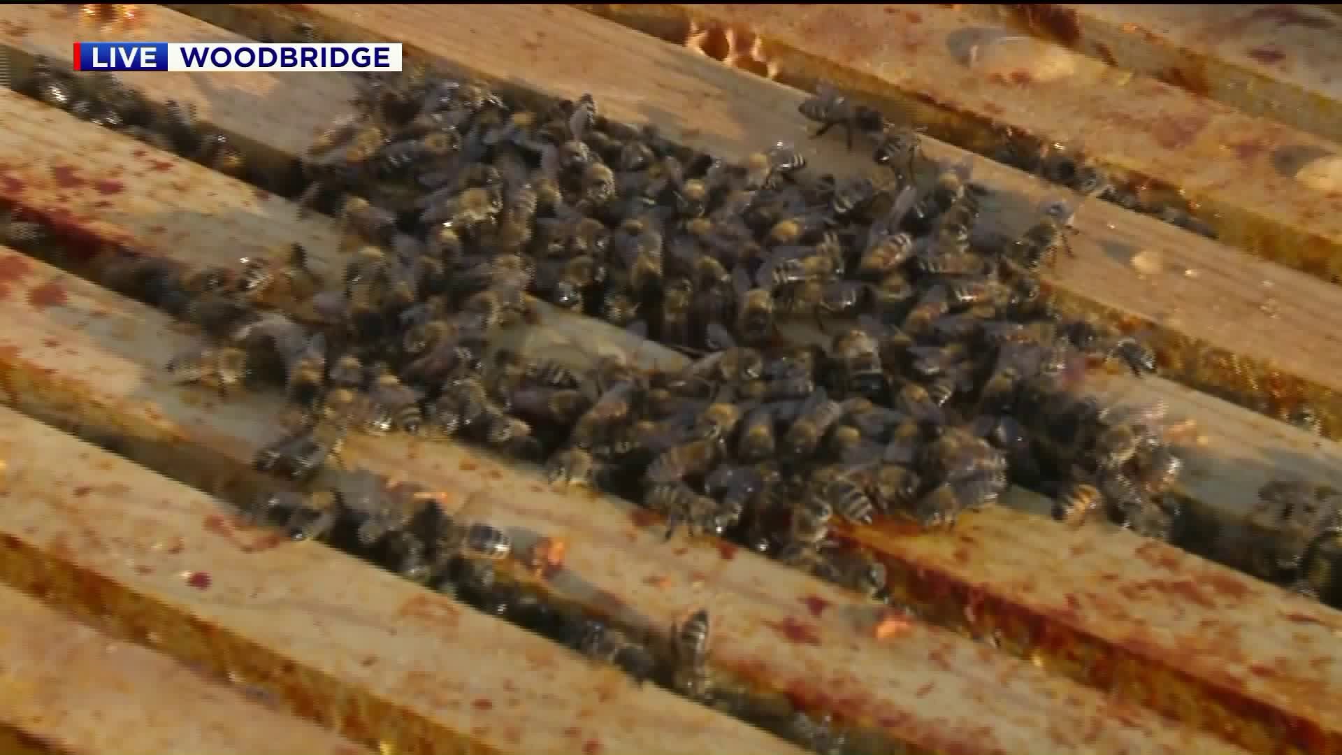 Bees in Woodbridge