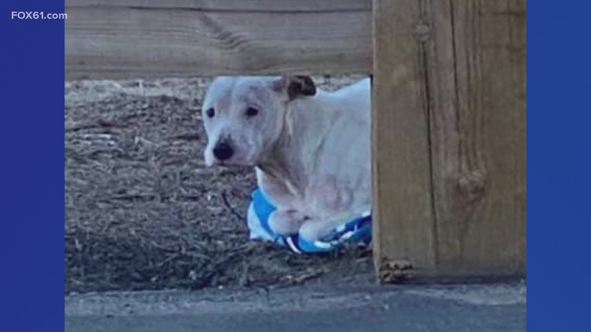 The shelter said that the dog was at least 10-20 pounds underweight and had démodex mange, overgrown toenails, and had pressure sores from being crated