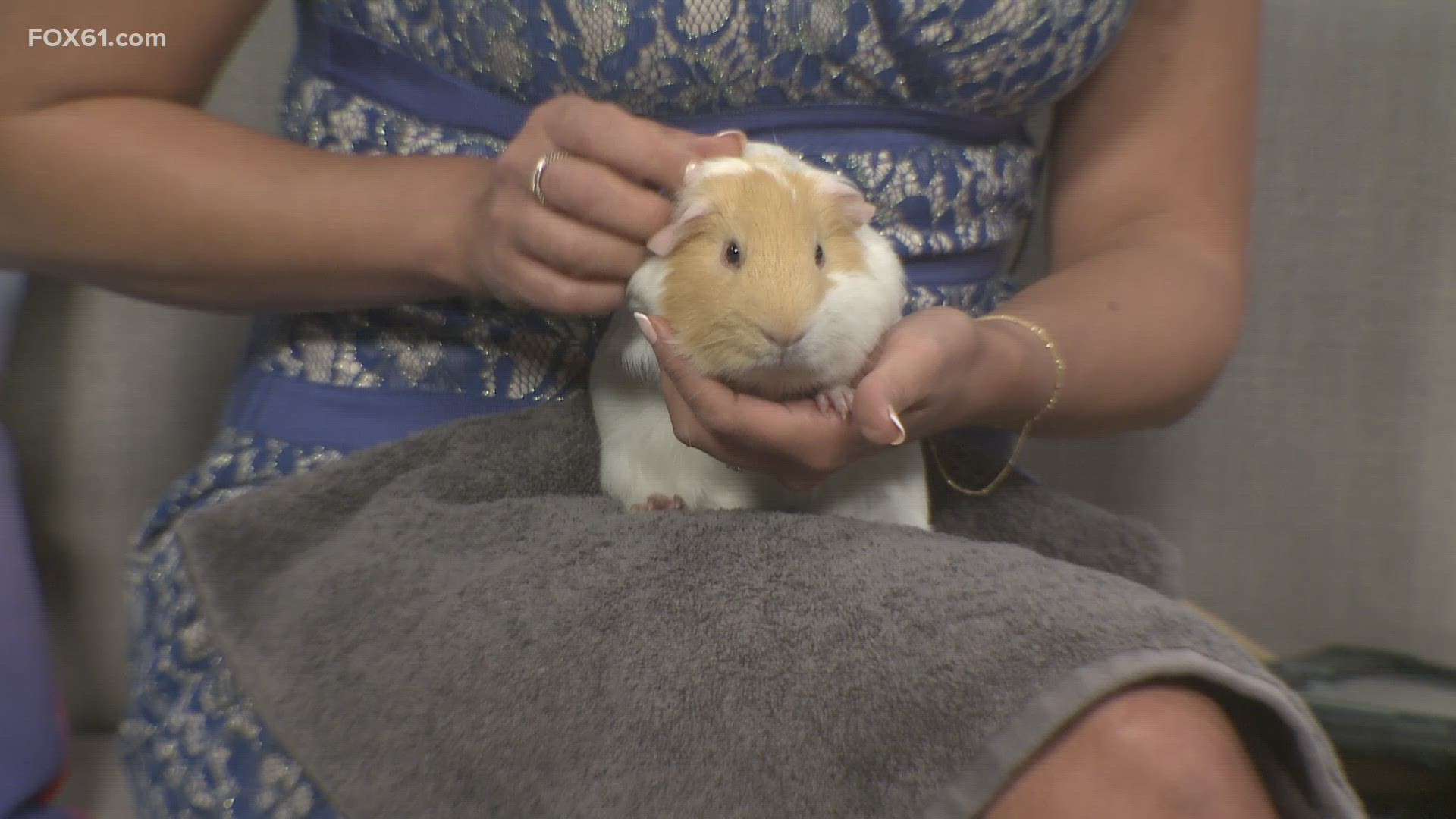 Milky is a 1-year-old guinea pig who was found in a community park. Milky is available for adoption at CT Humane.