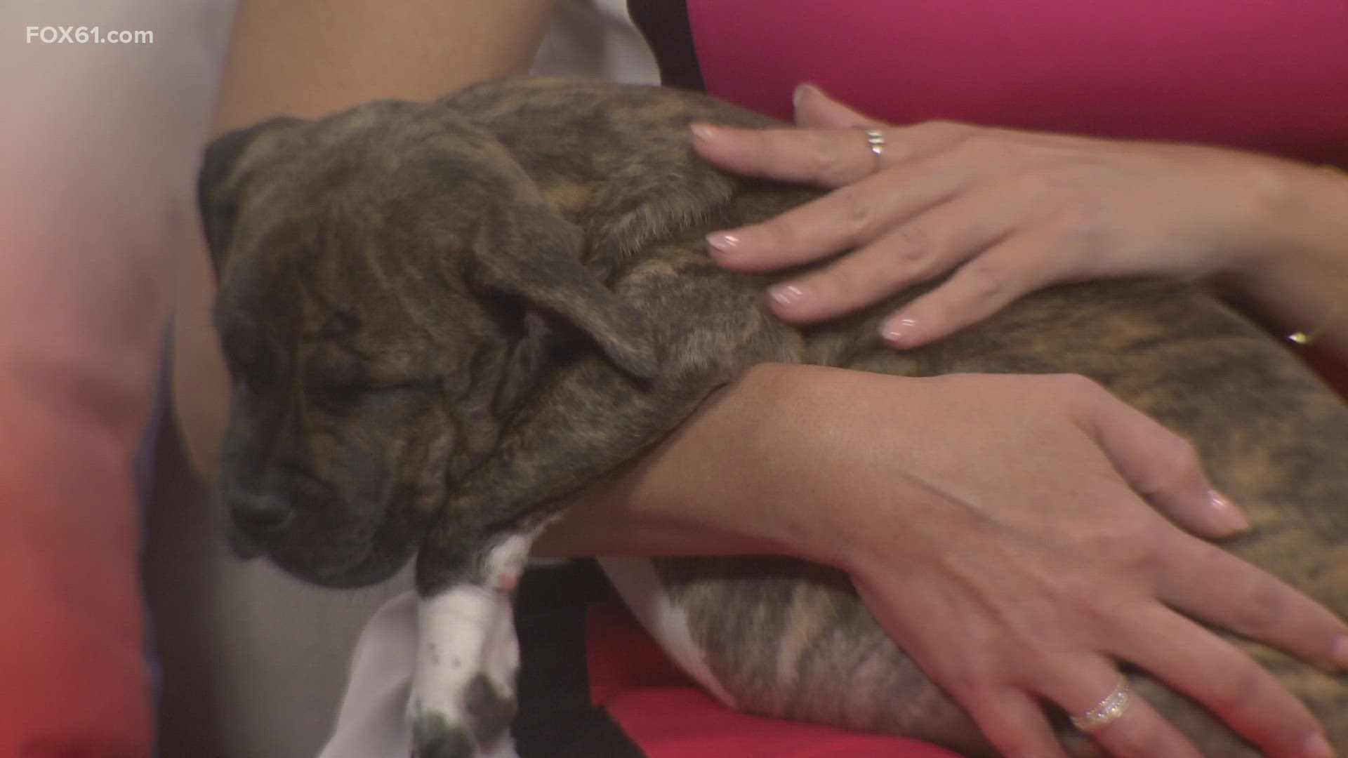 Pet of the Week | Piper