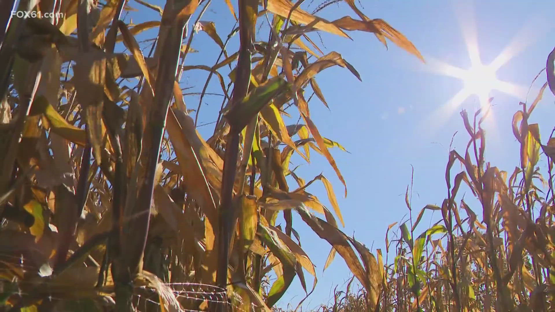 Lyman Orchards' Corn Maze is a tradition 24 years in the running. It's become a fall classic. This year's theme celebrates the 75th anniversary of the Peanuts gang.